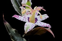 Paddenlelie of arme lui orchidee