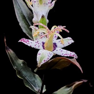 Paddenlelie of arme lui orchidee