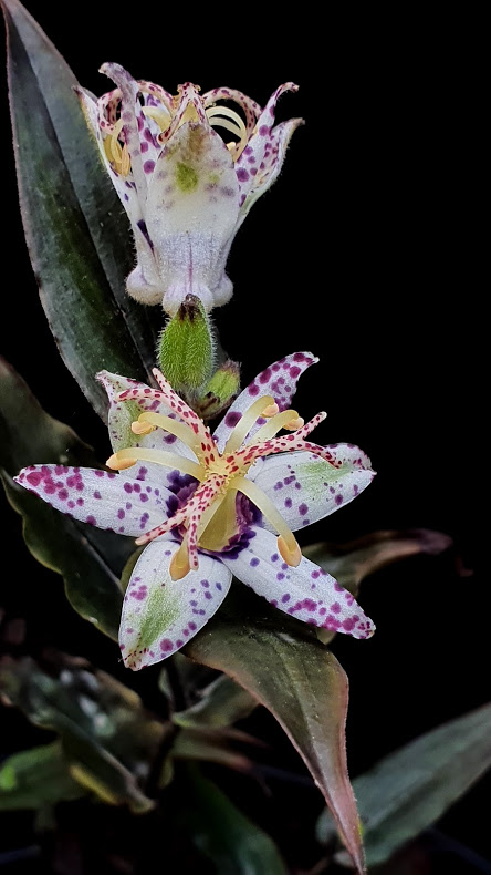 paddenlelie of armelui orchidee