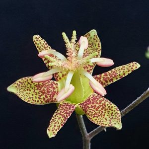 Paddenlelie , armelui orchidee , Tricyrtis