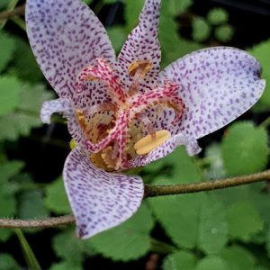 Armelui orchidee Paddenlelie, Tricyrtis