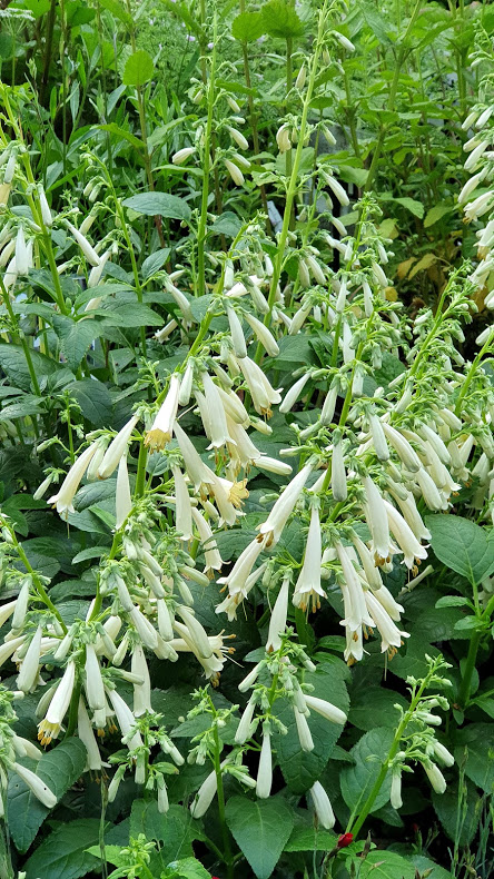 Kaapse Fuchsia